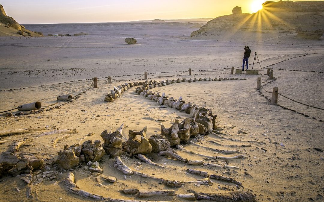 Lembah Paus di Faiyum: Jejak Prasejarah di Tengah Gurun Mesir